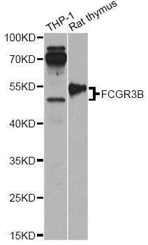 Anti-FCGR3B Antibody