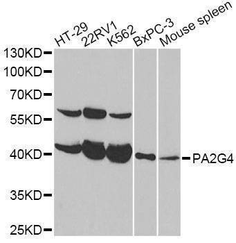 Anti-PA2G4 Antibody
