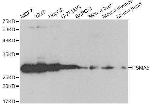 Anti-PSMA5 Antibody