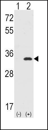 Anti-CDC2 (N-term) Antibody