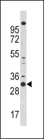 Anti-CDC2 (N-term) Antibody