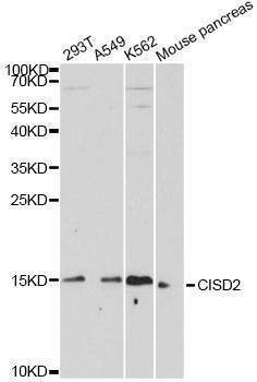 Anti-CISD2 Antibody
