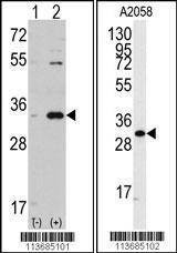 Anti-CDC2 (C-term) Antibody