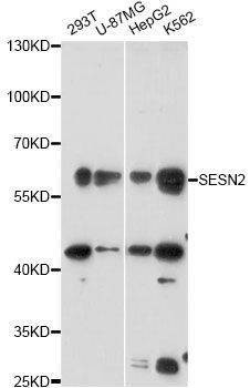 Anti-SESN2 Antibody