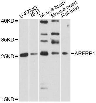 Anti-ARFRP1 Antibody