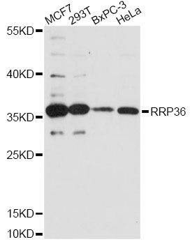 Anti-RRP36 Antibody
