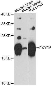 Anti-FXYD6 Antibody
