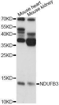 Anti-NDUFB3 Antibody