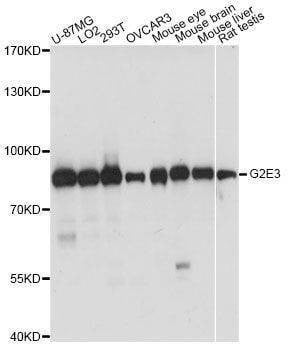 Anti-G2E3 Antibody