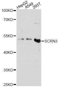 Anti-SCRN3 Antibody