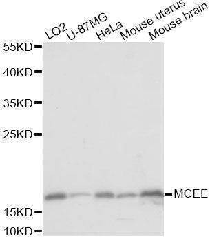 Anti-MCEE Antibody