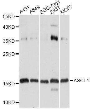 Anti-ASCL4 Antibody