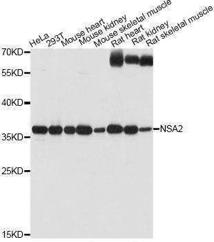 Anti-NSA2 Antibody