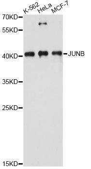 Anti-JUNB Antibody