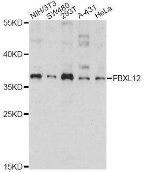 Anti-FBXL12 Antibody