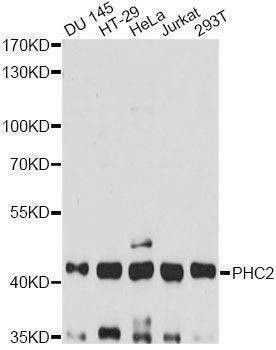 Anti-PHC2 Antibody