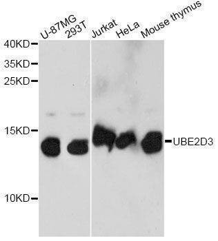 Anti-UBE2D3 Antibody