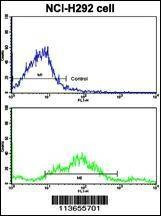 Anti-CDH3 (N-term) Antibody
