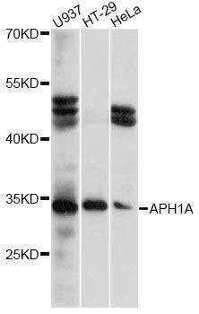 Anti-APH1A Antibody