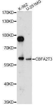 Anti-CBFA2T3 Antibody