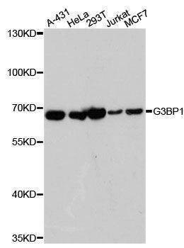 Anti-G3BP1 Antibody