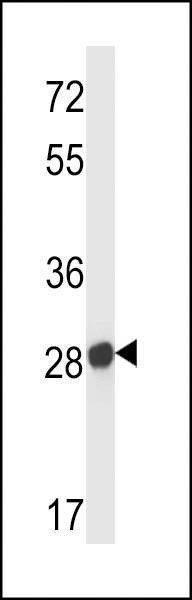 Anti-Mouse Olfr545 (C-term) Antibody