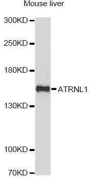 Anti-ATRNL1 Antibody