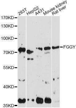 Anti-FGGY Antibody