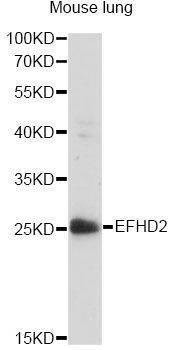 Anti-EFHD2 Antibody