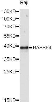 Anti-RASSF4 Antibody