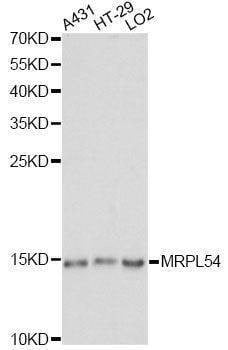 Anti-MRPL54 Antibody