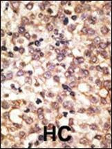 Anti-Mouse TLR2 (C-term) Antibody