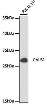 Anti-CALB1 Antibody