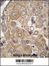 Anti-TLR6 (C-term) Antibody