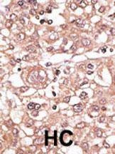 Anti-TLR7 (N-term) Antibody