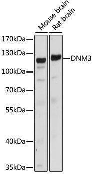 Anti-DNM3 Antibody