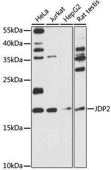 Anti-JDP2 Antibody