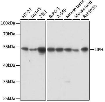Anti-LIPH Antibody