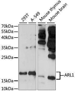 Anti-ARL1 Antibody