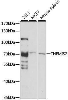 Anti-THEMIS2 Antibody