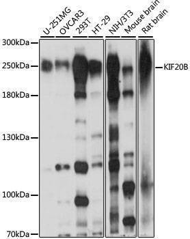 Anti-KIF20B Antibody