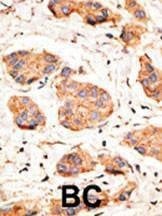 Anti-Connexin 43 (N-term) Antibody