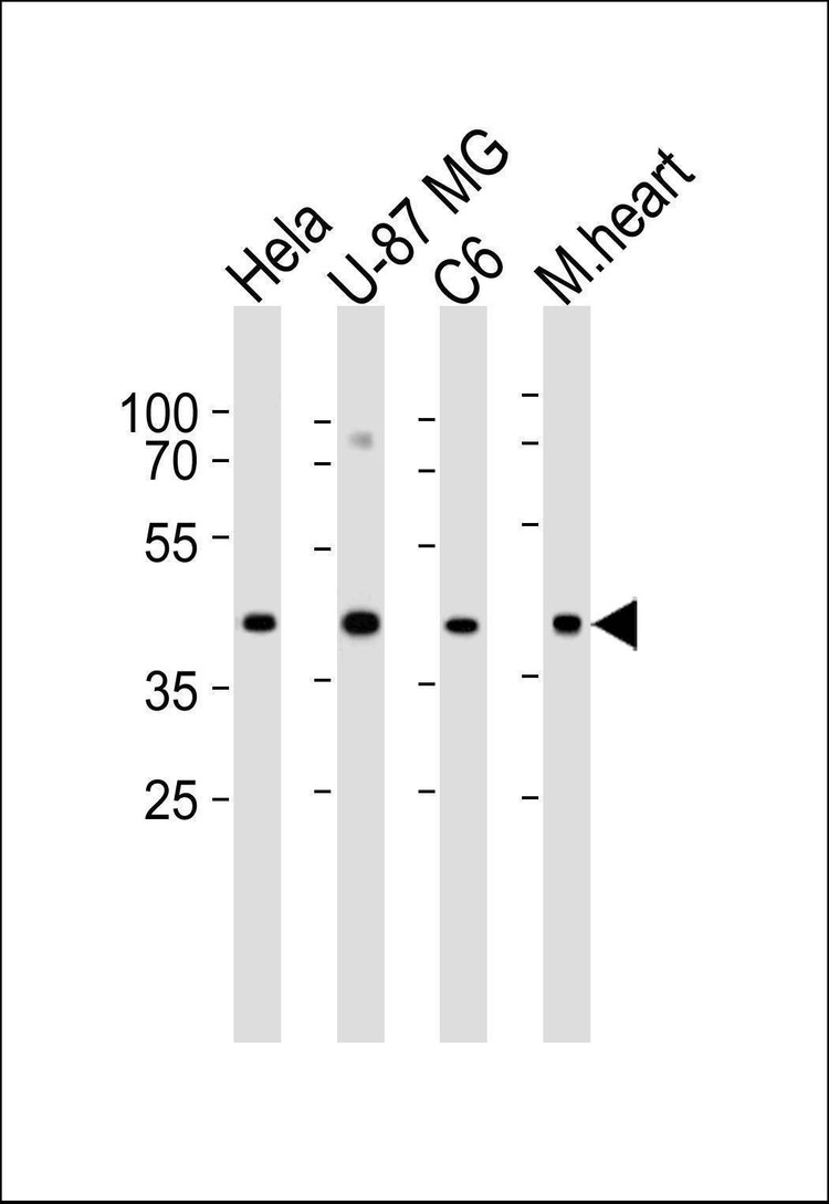 Anti-Connexin 43 (N-term) Antibody