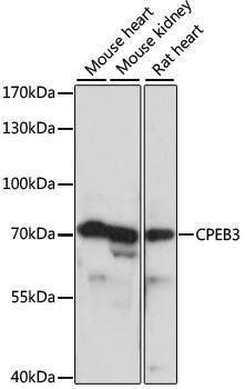 Anti-CPEB3 Antibody