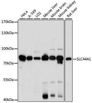 Anti-SLC44A1 Antibody