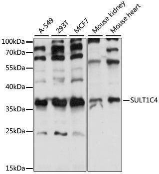 Anti-SULT1C4 Antibody