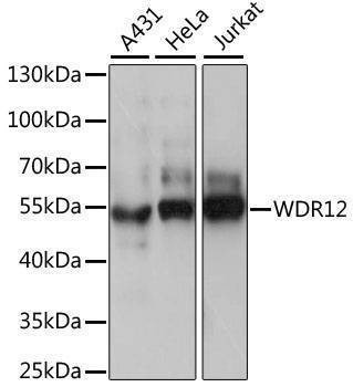 Anti-WDR12 Antibody