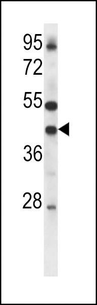 Anti-Mouse Connexin 37 (C-term) Antibody