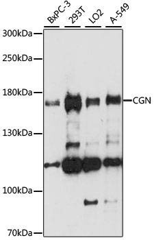 Anti-CGN Antibody