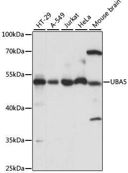 Anti-UBA5 Antibody
